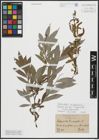 Foto von Salix alba L. x Salix fragilis L.